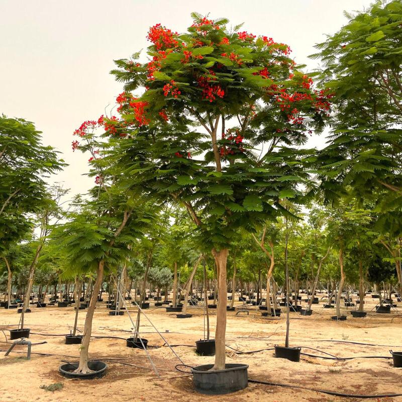 Planting in the UAE